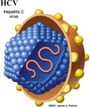 HCV modello molecolare