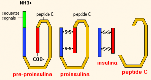 fasi insulina