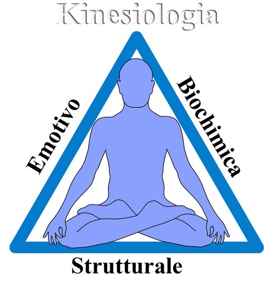 i 3 livelli funzionali della kinesiologia